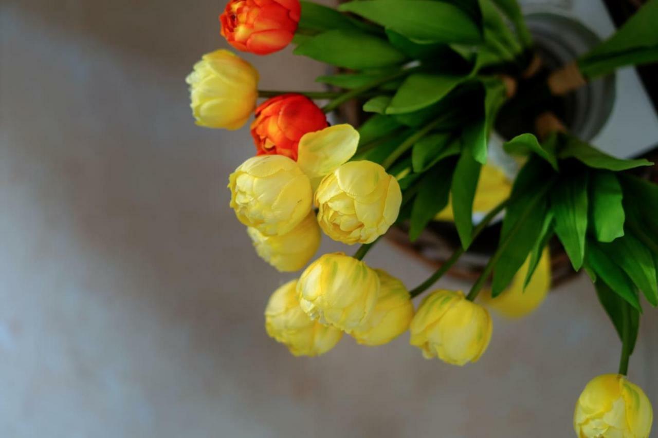 Il Tulipano - Appartamento Al Centro Di Vico Equense Ngoại thất bức ảnh