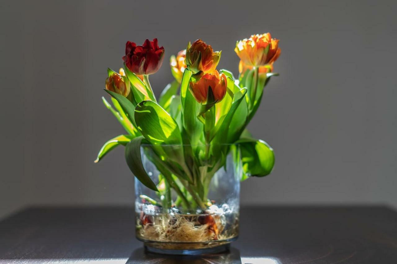 Il Tulipano - Appartamento Al Centro Di Vico Equense Ngoại thất bức ảnh